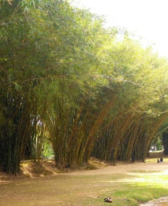 Dietoterapia Chinesa e a lição do Bambu