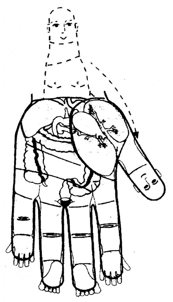 Mapa Padrão da frente do corpo, mão esquerda