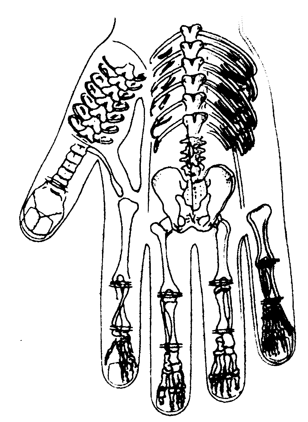 Mapa padrao da parte posterior do corpo, mão esquerda