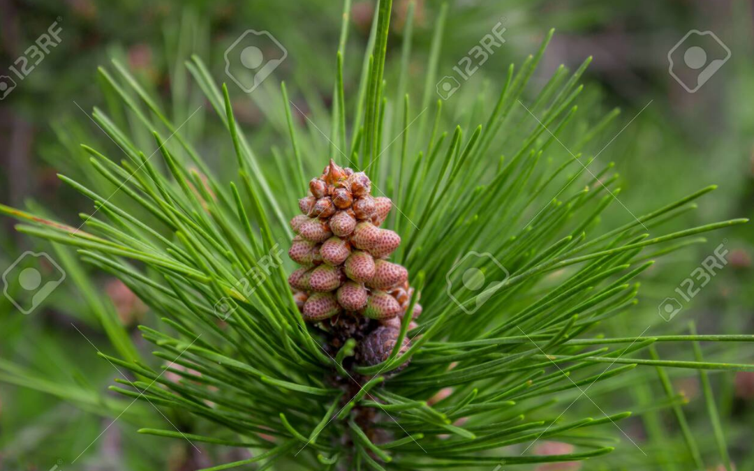 O Que Ponto VC17 tem em comum com o Floral Pine?